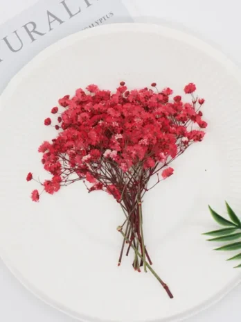 Pressed Dried Gypsophila Flowe...