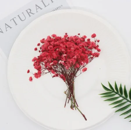 Pressed Dried Gypsophila Flowers – For Resin Jewelry, Nail Art & DIY Crafts - Image 2