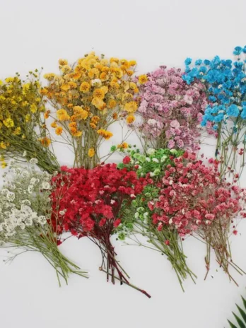 Pressed Dried Gypsophila Flowe...