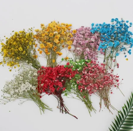 Pressed Dried Gypsophila Flowers – For Resin Jewelry, Nail Art & DIY Crafts