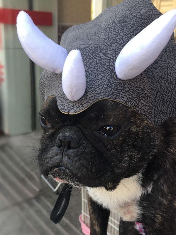 Pet Triceratops Dog Dinosaur Hat Pet Cat Dog Hat Pet Transformation Cap Pet Headgear Costume